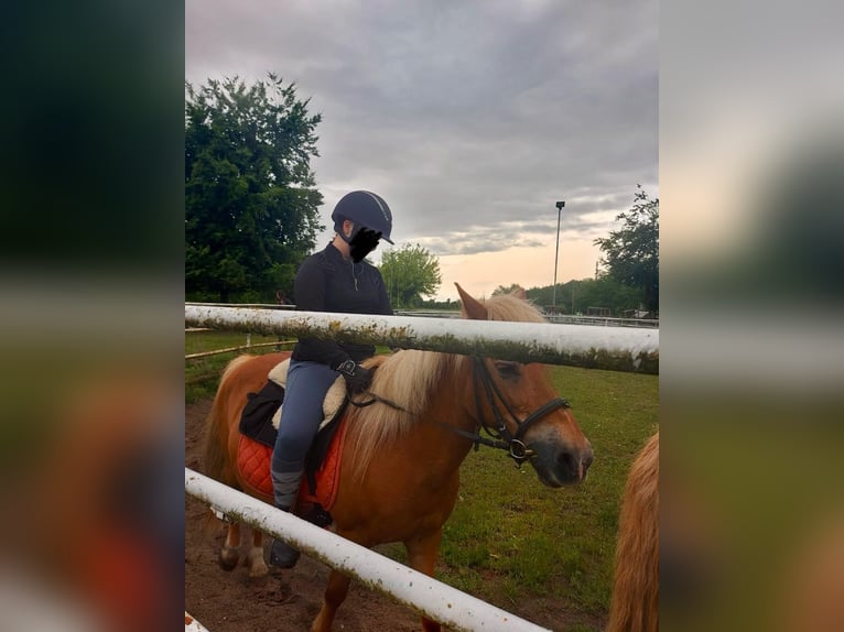 Duo sucht Pferdeduo (Reitbeteiligung)