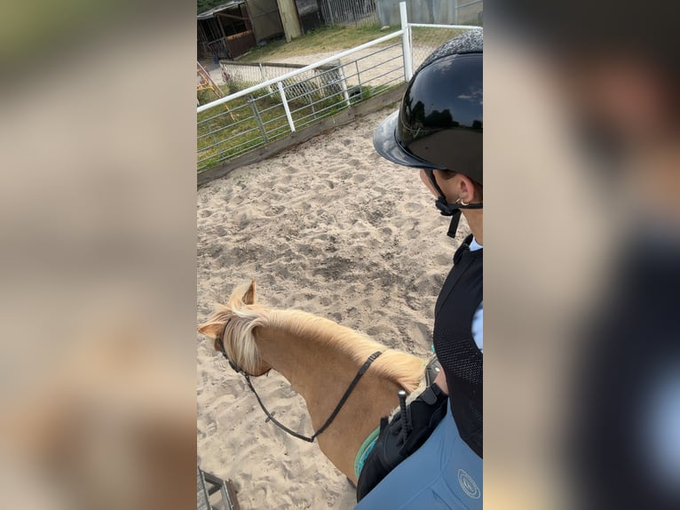 Duo sucht Pferdeduo (Reitbeteiligung)