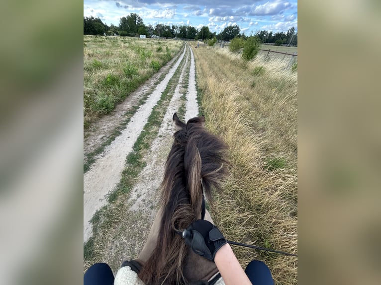 Duo sucht Pferdeduo (Reitbeteiligung)