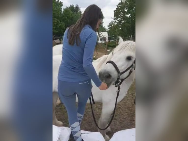 Duo sucht Pferdeduo (Reitbeteiligung)