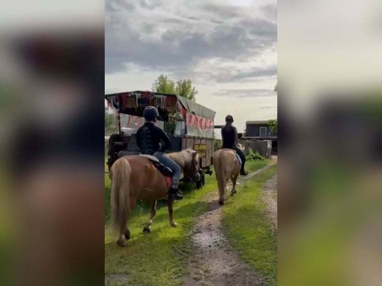 Duo sucht Pferdeduo (Reitbeteiligung)