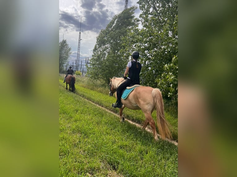 Duo sucht Pferdeduo (Reitbeteiligung)