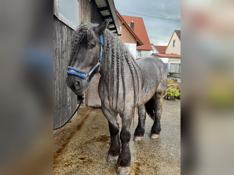 dutch coldblood Gelding 10 years 16.2 hh Grey-Blue-Tan in Grabenstetten
