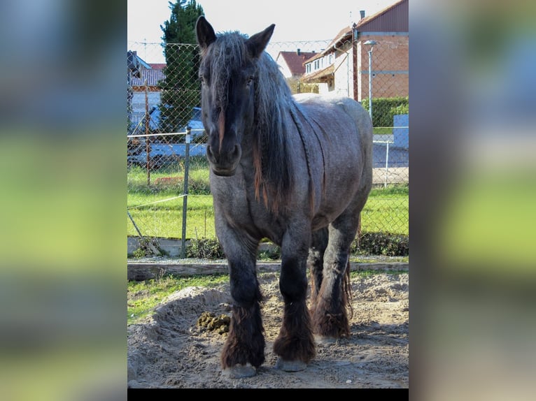 dutch coldblood Gelding 10 years 16.2 hh Grey-Blue-Tan in Grabenstetten