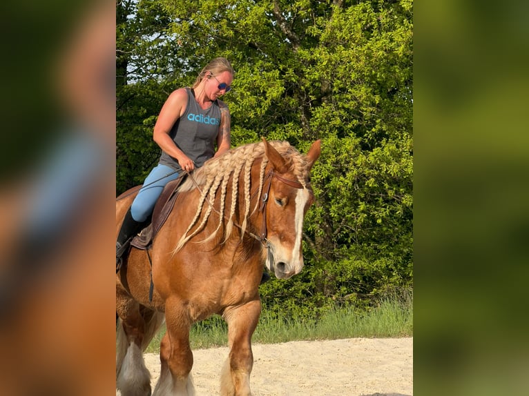 dutch coldblood Gelding 11 years 16.3 hh Chestnut-Red in Kirchen