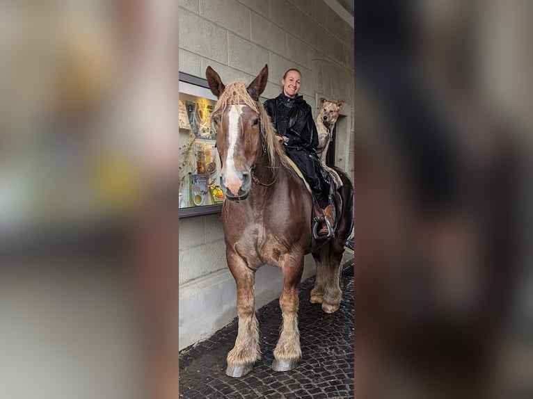 dutch coldblood Gelding 11 years 16.3 hh Chestnut-Red in Kirchen