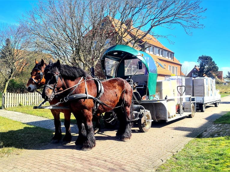 dutch coldblood Gelding 14 years Black in JuistJuist