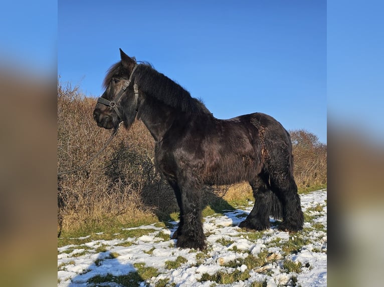 dutch coldblood Gelding 14 years Black in JuistJuist