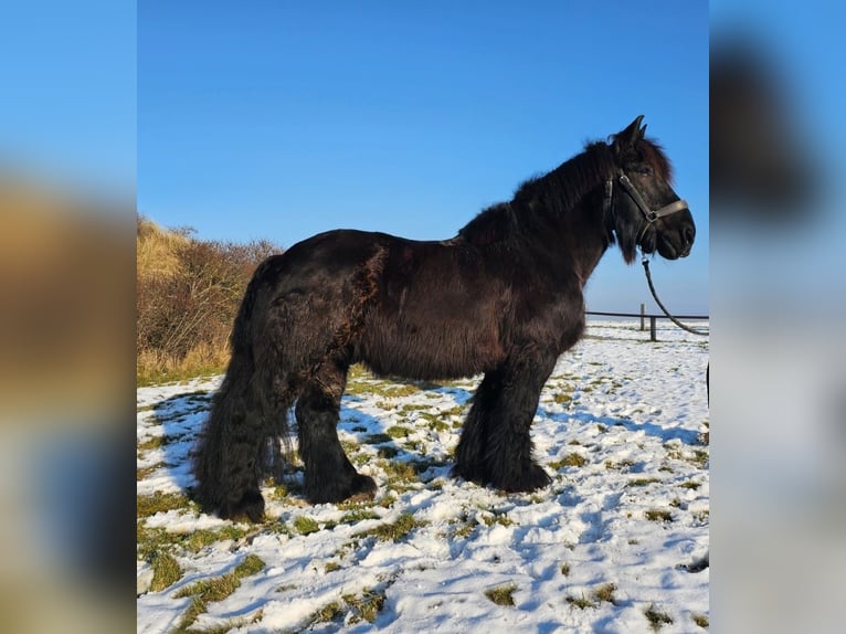 dutch coldblood Gelding 14 years Black in JuistJuist