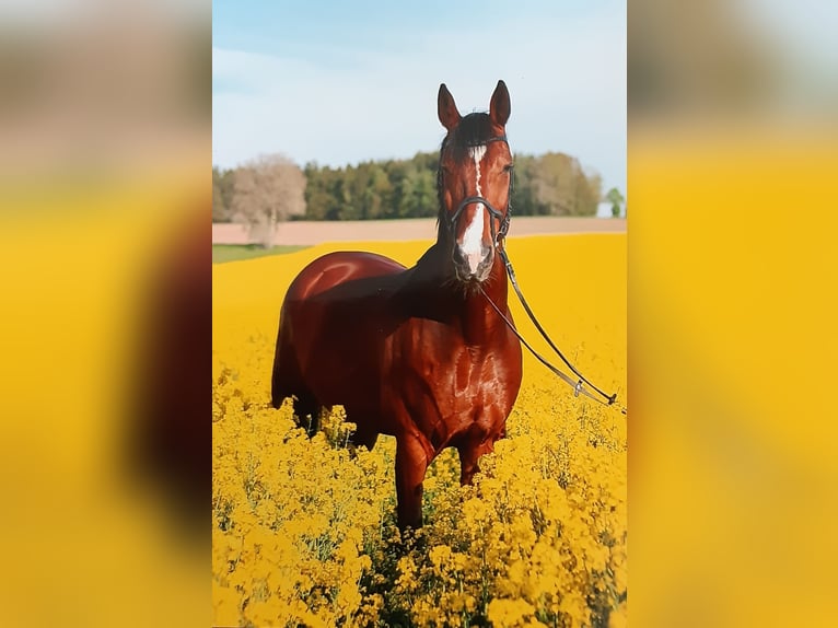 dutch coldblood Gelding 16 years 17 hh Brown in Wunsiedel