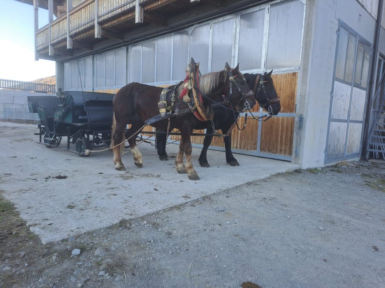 dutch coldblood Gelding 4 years 16,2 hh Chestnut in Obertilliach