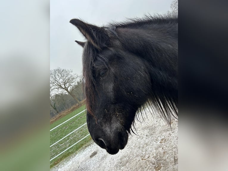 dutch coldblood Gelding 4 years 16 hh Grey-Blue-Tan in Großefehn Ostgroßefehn