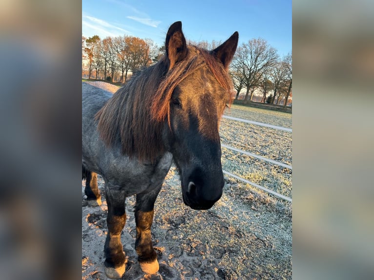 dutch coldblood Gelding 4 years 16 hh Grey-Blue-Tan in Großefehn Ostgroßefehn