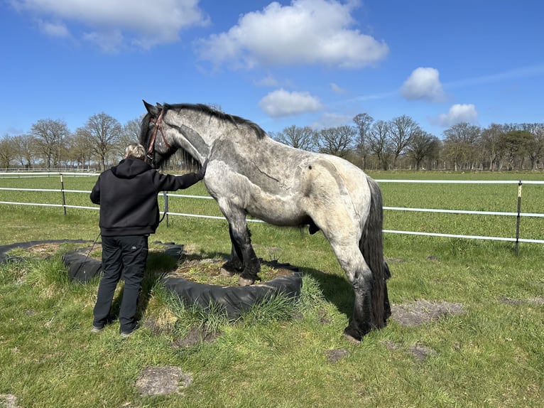 dutch coldblood Gelding 4 years 16 hh Grey-Blue-Tan in Großefehn Ostgroßefehn