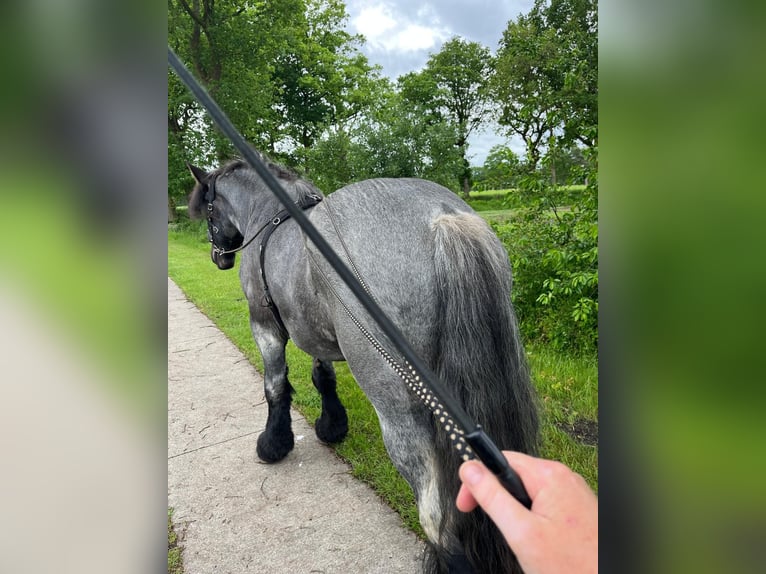 dutch coldblood Gelding 4 years 16 hh Grey-Blue-Tan in Großefehn Ostgroßefehn