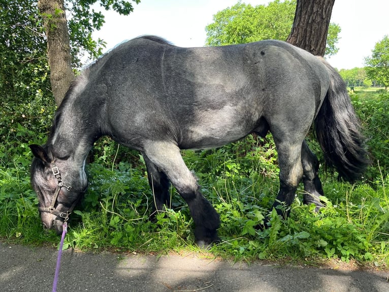 dutch coldblood Gelding 4 years 16 hh Grey-Blue-Tan in Großefehn Ostgroßefehn