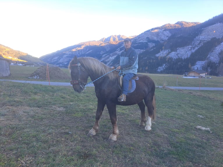 dutch coldblood Gelding 6 years 16,2 hh Chestnut in Obertilliach