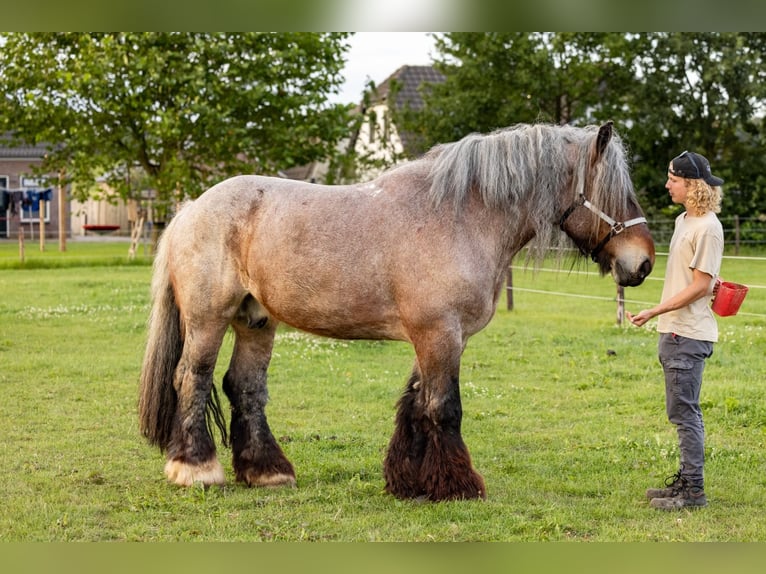 dutch coldblood Gelding 6 years 17,1 hh Roan-Red in Lienden