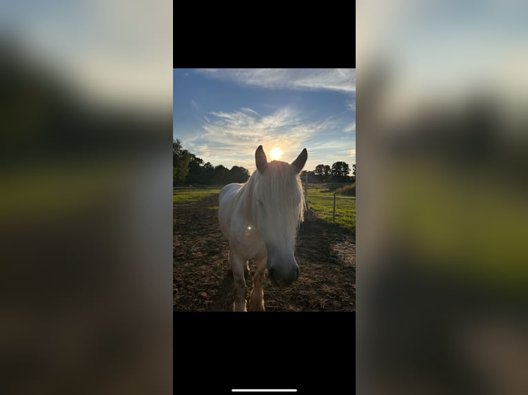 dutch coldblood Mare 10 years 17 hh Grey in Bad Oeynhausen