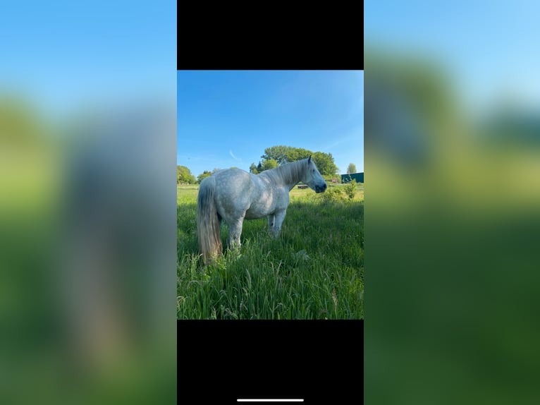 dutch coldblood Mare 10 years 17 hh Grey in Bad Oeynhausen