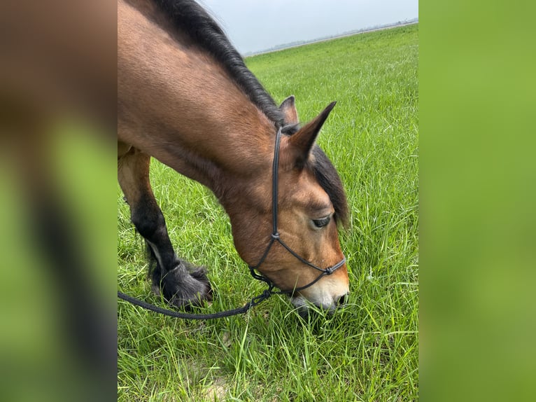 dutch coldblood Mix Mare 11 years 15,2 hh Brown in Übach-Palenberg