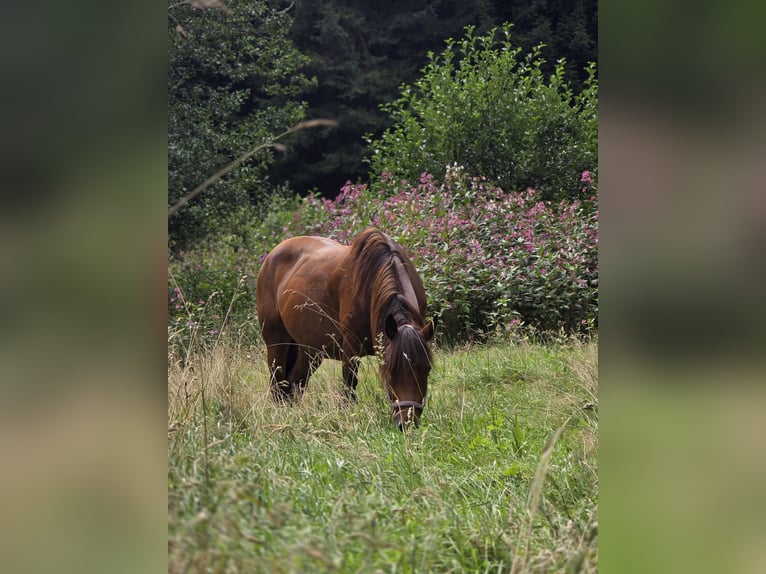 dutch coldblood Mix Mare 1 year 14,1 hh Brown in Meinerzhagen