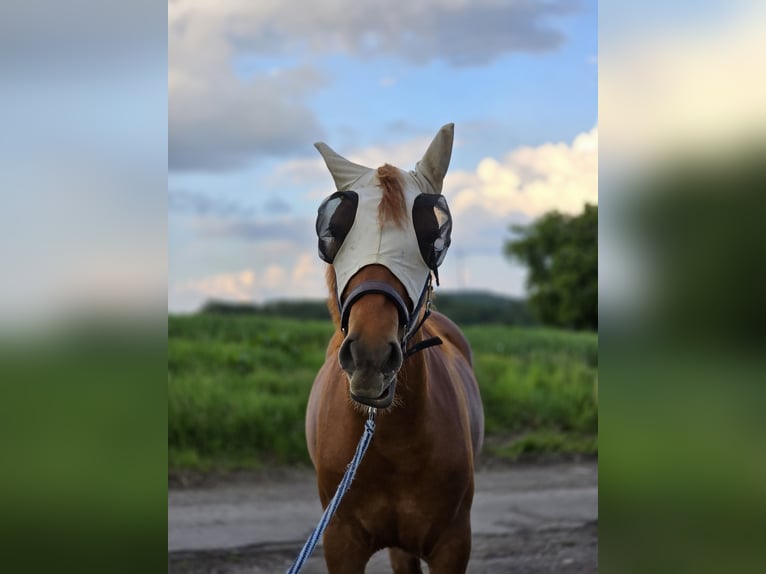 dutch coldblood Mix Mare 1 year 14,1 hh Brown in Meinerzhagen