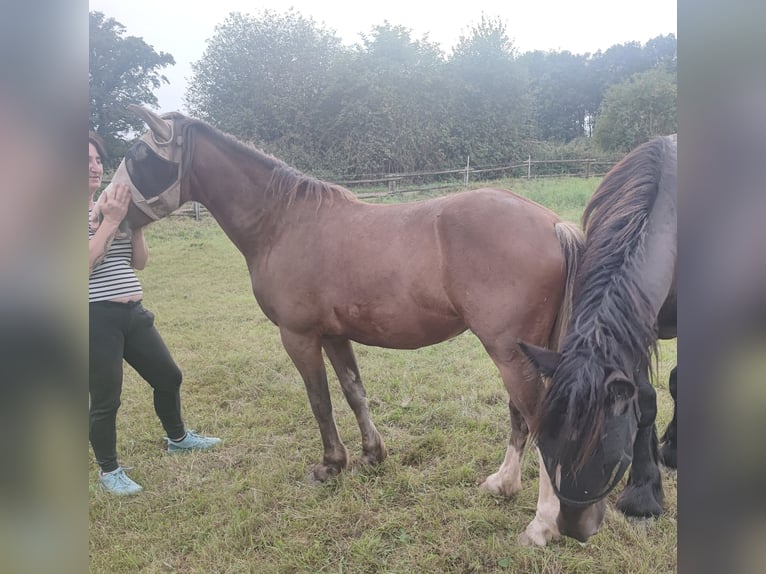 dutch coldblood Mix Mare 2 years 14,1 hh Brown in Grevenbroich