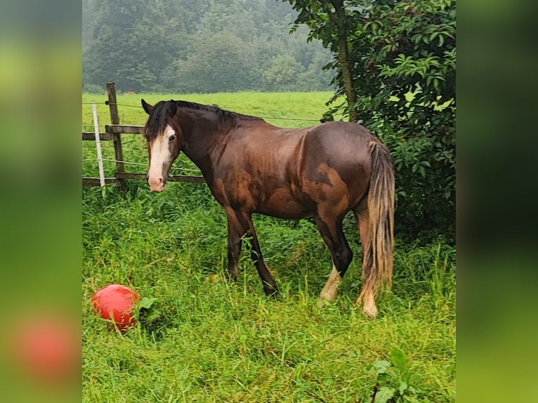 dutch coldblood Mix Mare 2 years 14,1 hh Brown in Grevenbroich