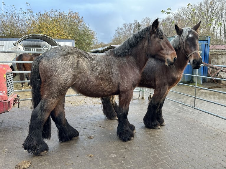 dutch coldblood Mare 3 years 16 hh Bay in Bad Homburg vor der HöheBad Homburg