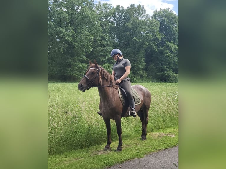 dutch coldblood Mix Mare 5 years 14,2 hh Roan-Red in Malden