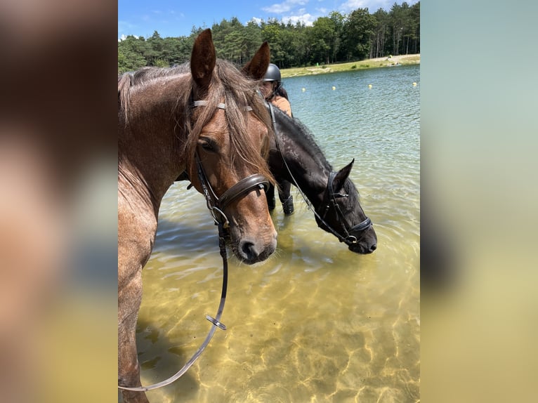 dutch coldblood Mix Mare 5 years 14,2 hh Roan-Red in Malden