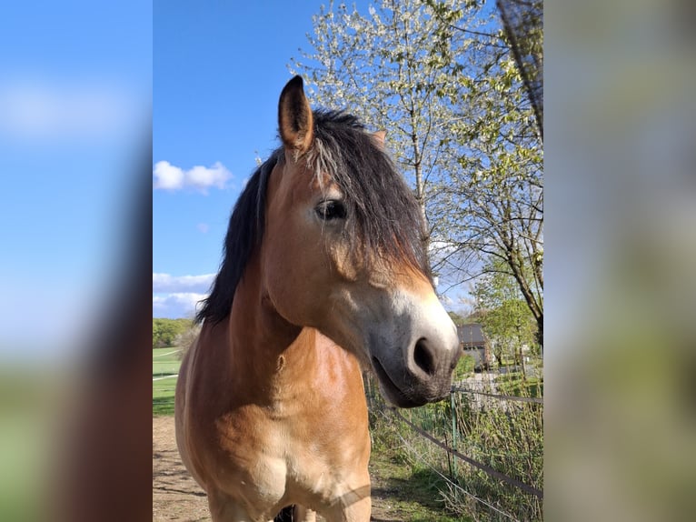 dutch coldblood Mix Mare 6 years 15.1 hh  in ParsbergParaberg