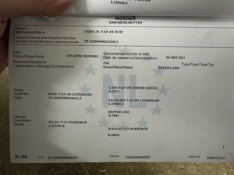 dutch coldblood Mare 6 years 16 hh Grey-Dark-Tan in Grevenbroich