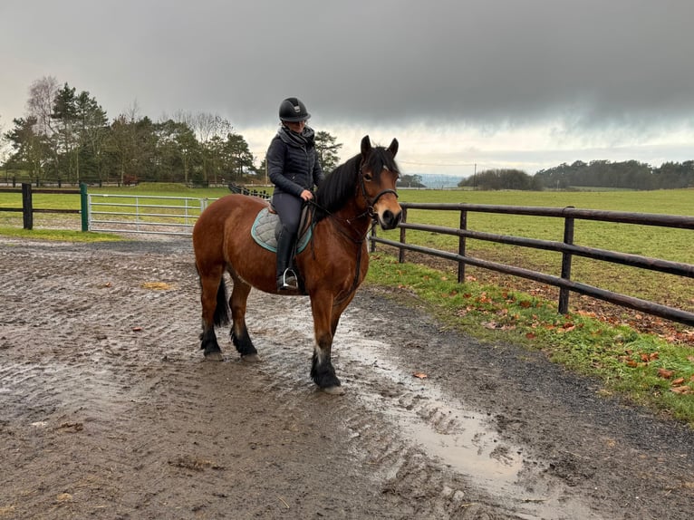 dutch coldblood Mix Mare 8 years 15,1 hh Brown in Nettersheim