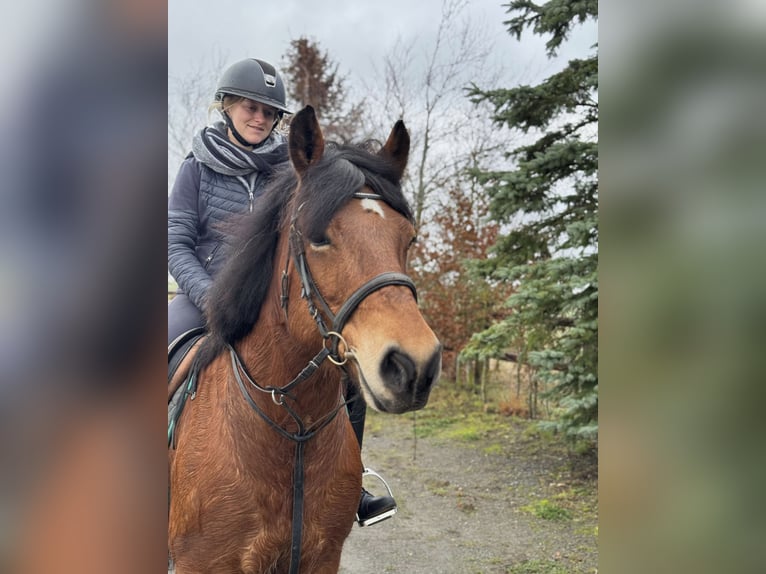 dutch coldblood Mix Mare 8 years 15,1 hh Brown in Nettersheim