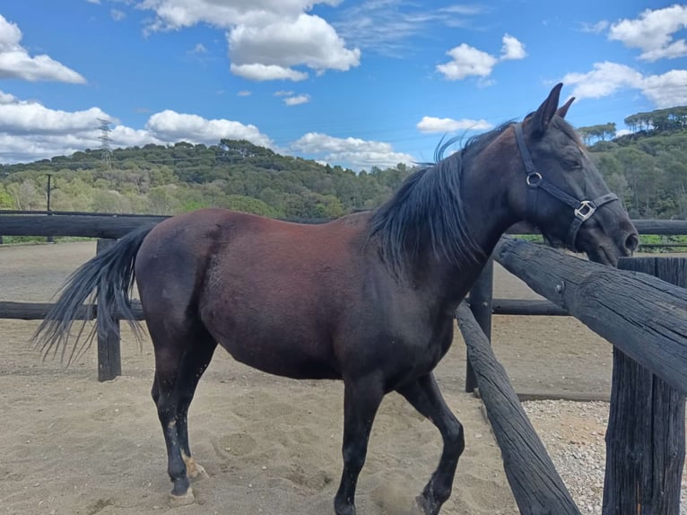 dutch coldblood Mare 9 years 16,1 hh Black in Conreria, La (Sant Fost Campcentelles)