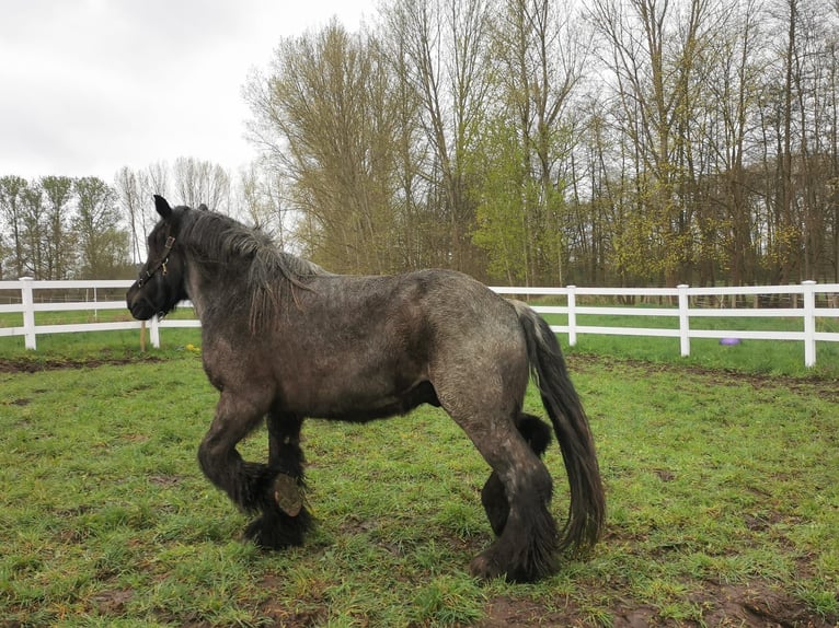 dutch coldblood Stallion 4 years 16,2 hh in Neustadt