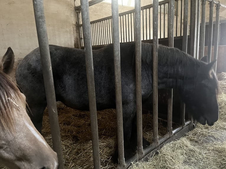 dutch coldblood Stallion 4 years 16,2 hh in Neustadt