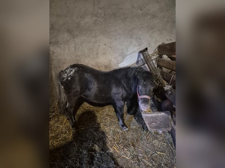 dutch coldblood Stallion Chestnut in Warszawa
