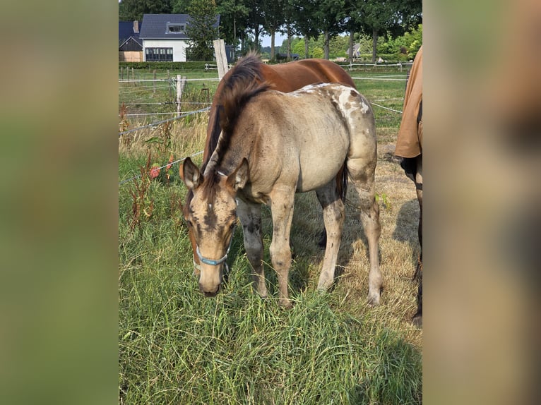 dutch coldblood Mix Stallion Foal (04/2026) 15.3 hh Leopard-Piebald in Beekbergen