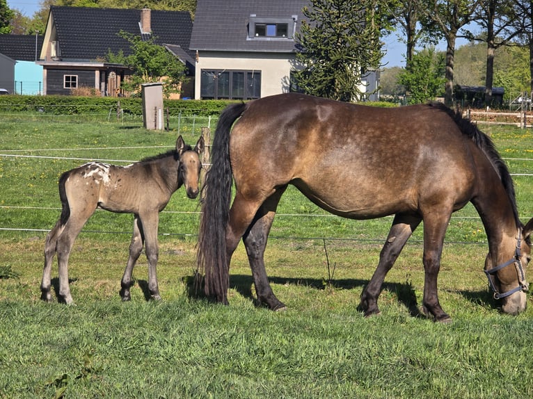 dutch coldblood Mix Stallion Foal (04/2026) 15.3 hh Leopard-Piebald in Beekbergen