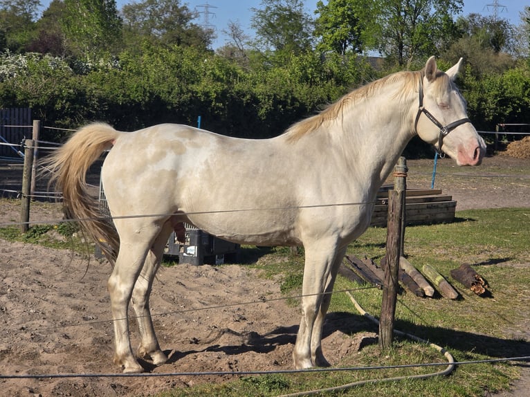 dutch coldblood Mix Stallion Foal (04/2026) 15.3 hh Leopard-Piebald in Beekbergen