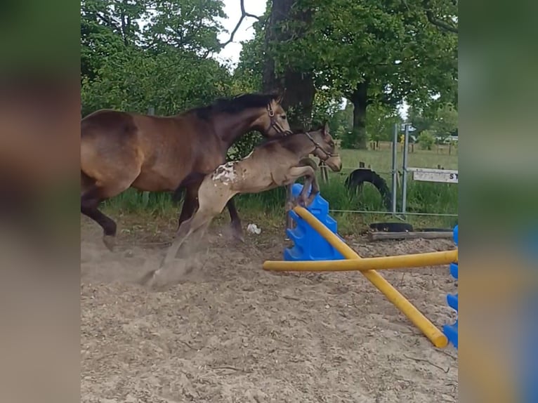 dutch coldblood Mix Stallion Foal (04/2026) 15.3 hh Leopard-Piebald in Beekbergen
