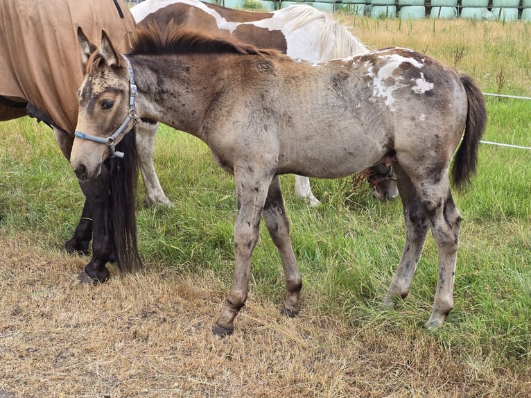 dutch coldblood Mix Stallion Foal (04/2026) 15.3 hh Leopard-Piebald in Beekbergen