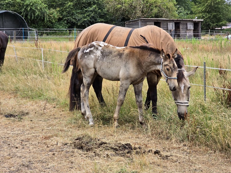 dutch coldblood Mix Stallion Foal (04/2026) 15.3 hh Leopard-Piebald in Beekbergen