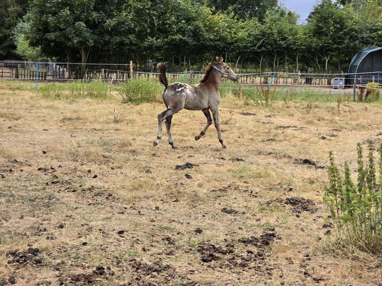 dutch coldblood Mix Stallion Foal (04/2026) 15.3 hh Leopard-Piebald in Beekbergen