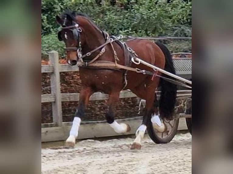 Dutch Tuigpaard Gelding 10 years 16,1 hh Bay in Tass