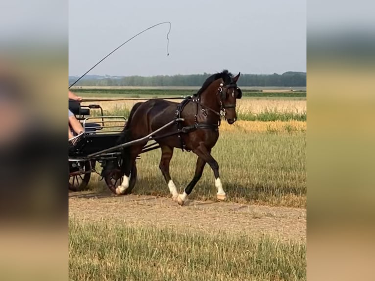 Dutch Tuigpaard Gelding 10 years 16 hh Bay in Tass