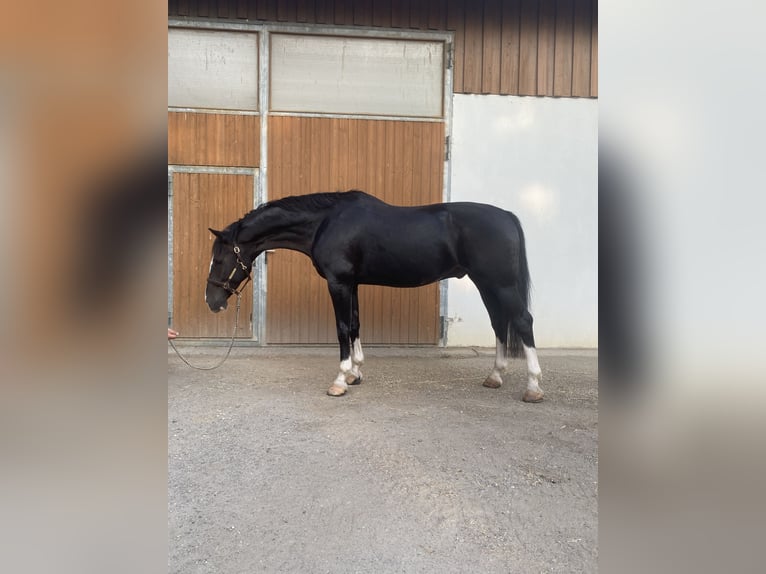 Dutch Tuigpaard Gelding 12 years 16,1 hh Black in Wimpassing an der Leitha